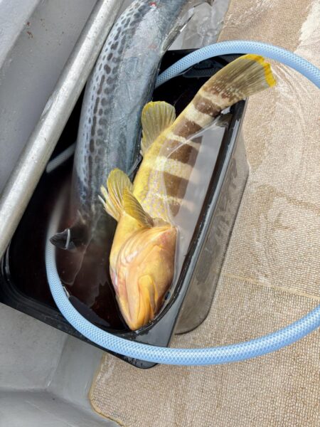 舞鶴ジギング船サワラ便で爆釣