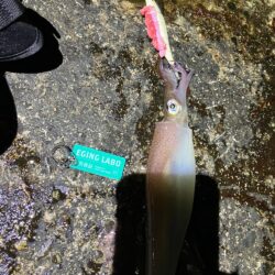 今年初ヤリイカ