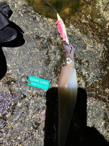 今年初ヤリイカ