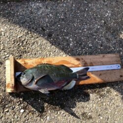 和歌山県串本須江（浜勝渡船）でグレ釣り