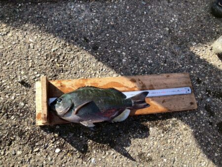 和歌山県串本須江（浜勝渡船）でグレ釣り