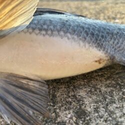 久しぶりのチヌ釣れました