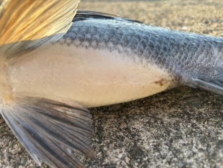 久しぶりのチヌ釣れました