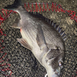 ヘチってきました