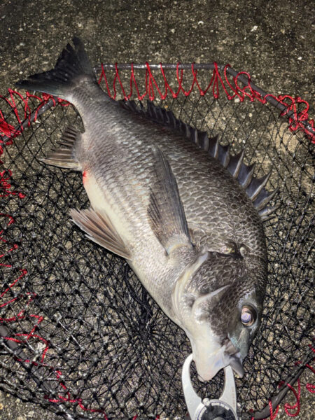 ヘチってきました