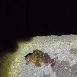 紀北メバル調査