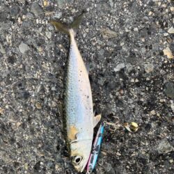 ショアジギング 4