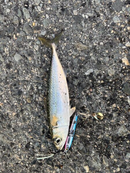 ショアジギング 4