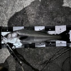 【中潮四日目】困ったらボトムネチリンコ！