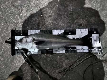 【中潮四日目】困ったらボトムネチリンコ！