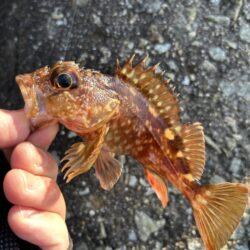 2026.No.4 ライトゲーム