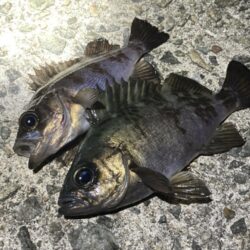 明石メバリング