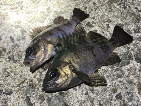 明石メバリング