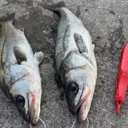 久々のハネ釣れました