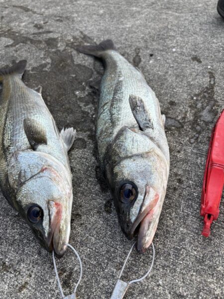 久々のハネ釣れました