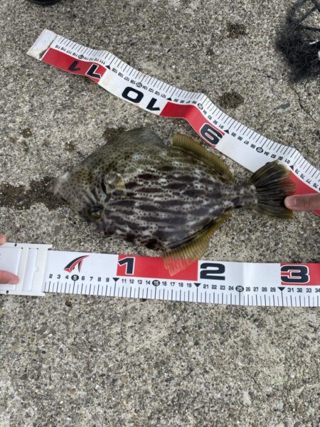 デカキモパン！