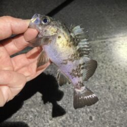 サイズ伸びず苦戦