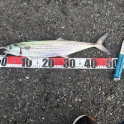 ショアジギング