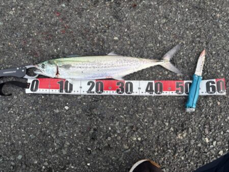 ショアジギング