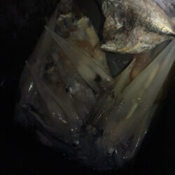 ボウズ続きでやっと初ヤリイカキャッチ