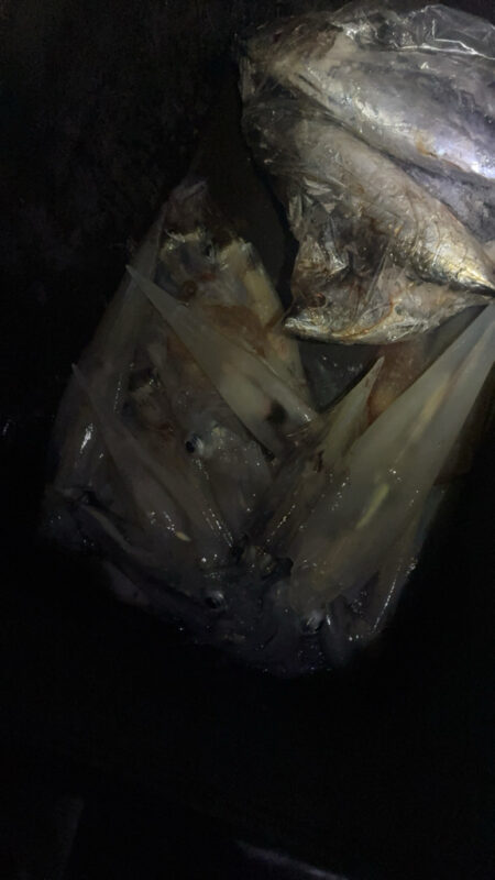 ボウズ続きでやっと初ヤリイカキャッチ