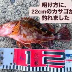 今年、初めての淡路島で、カレイ