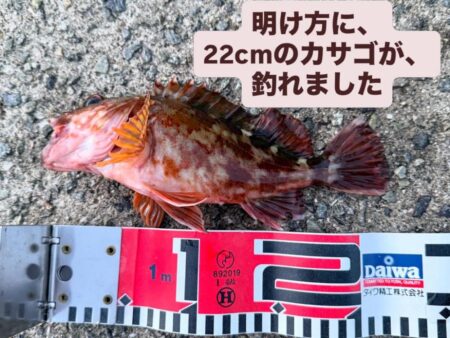 今年、初めての淡路島で、カレイ