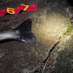 久しぶりの釣行で70cmGET☆