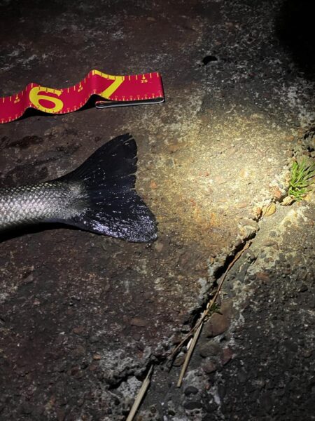 久しぶりの釣行で70cmGET☆