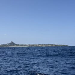 アオリイカティップラン