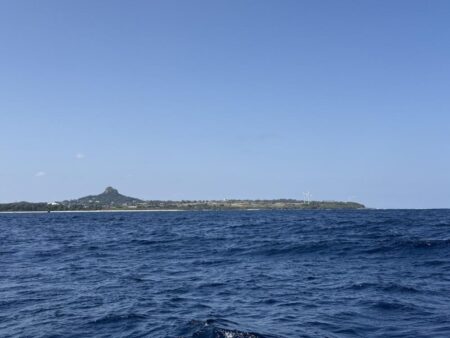 アオリイカティップラン