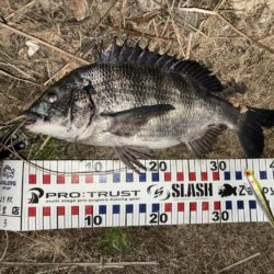 ナイトシンペンでチヌ!