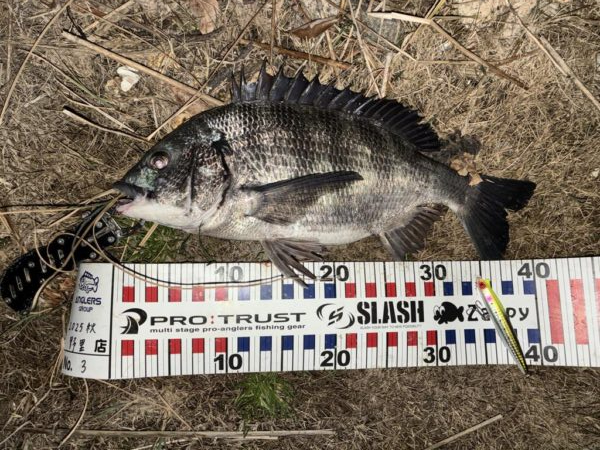 ナイトシンペンでチヌ!