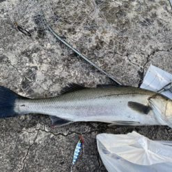 ギガアジとシーバス