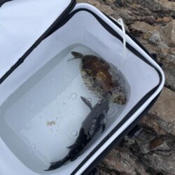 寒グレ、乗っ込み?チヌ