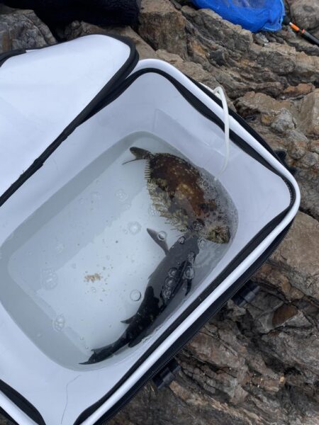 寒グレ、乗っ込み?チヌ