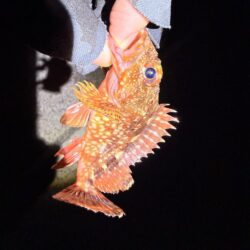 バレンタインデーメバリング