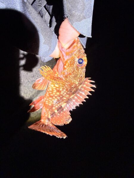 バレンタインデーメバリング