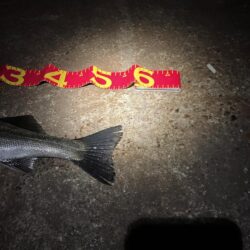 バチ抜けシーズンk開始か⁉︎