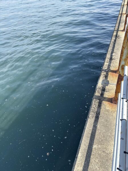 ヘチって来ました