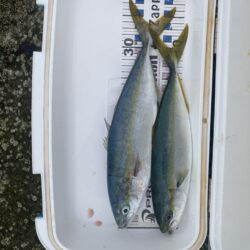 サゴシが入れ食い