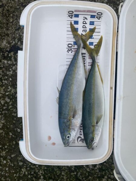 サゴシが入れ食い