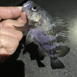 安定のメバリング