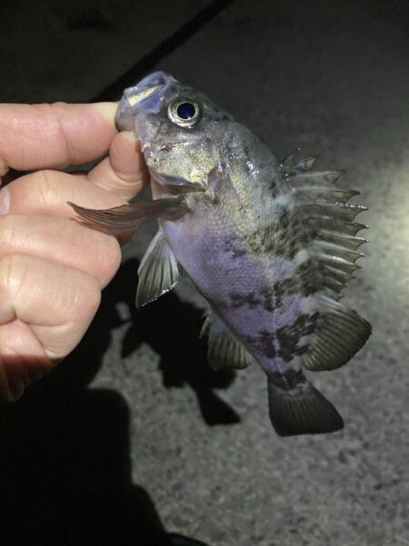 安定のメバリング