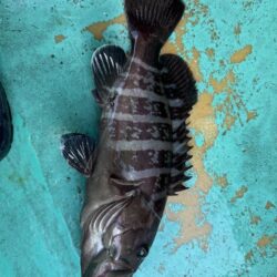 大原沖、ヒラメマハタ