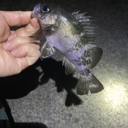 渋いアフターメバル