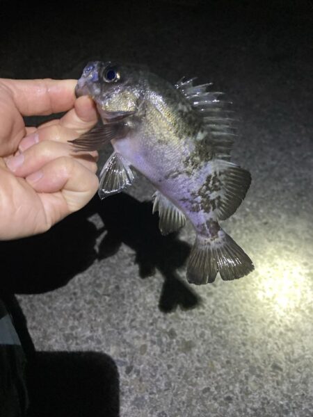 渋いアフターメバル