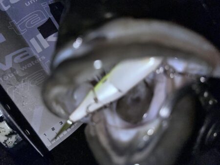 Xデイの前日大潮三日目でも楽しめた！