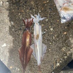 久しぶりのヤリイカ釣り