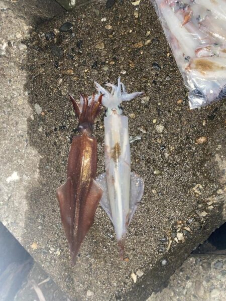 久しぶりのヤリイカ釣り